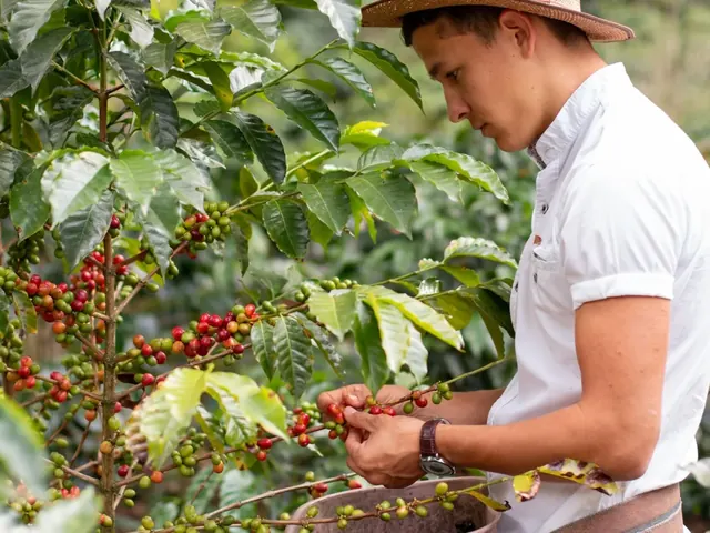 Coffee picker in a straw hat and white shirt checking and picking red and green coffee cherries from a coffee plant, with a picking container at his waist