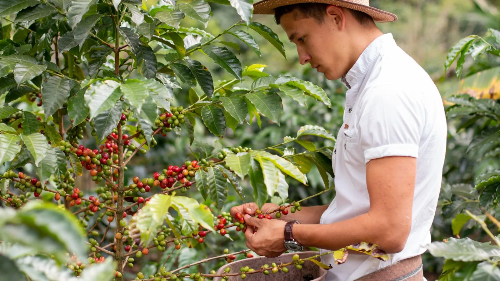 Picking ripe coffee cherries on a coffee farm, Coffee Experience